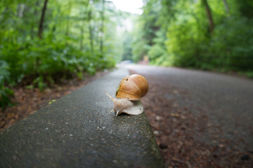 Selective of a garden snail on the street in a forest