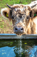 A Young Highland Cow Drinking Water At Sidbury Hill, Tidworth,Wiltshire,England,United Kingdom.
