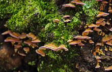 Shelf Bracket Fungus Grows On A Tree Trunk In The Autumn
