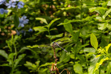 A Three-striped Dasher Dragonfly Is Attracted To The Green Plant While In The Queen Elizabeth II Botanic Park In The Cayman Islands