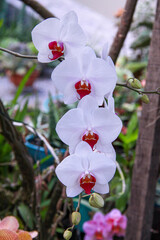 orquideas e cactus