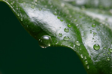 Coffee leaf with drops. Dew spotted or raindrops on green coffee​ leaves. Shallow depth of field