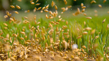 MACRO: Seeds Fall Between The Sprouting Blades Of Grass And Onto The Dry Soil.