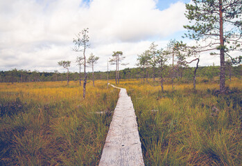 Wall Mural - Narrow path with wooden duckboards in the meadow