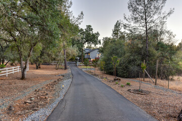 Wall Mural - road in the woods