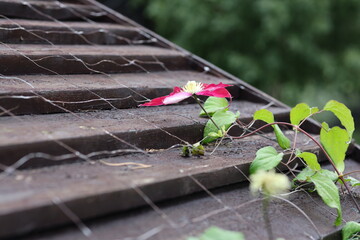 Poster - garden clematis 