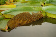 Exotic aquatic flora. Closeup view of Victoria cruziana, also known as Royal Water Lily, large green leaf underside with many nerves, floating in the river. 