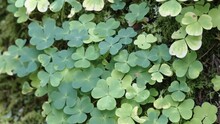 The Green Wood Sorrel Vine Plants Crawling On The Ground In The Forest In Estonia