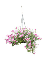 Hanging Pot Flower Bush Tree Isolated Tropical Plant With Clipping Path.