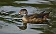  Wood Duck
 Prefer riparian habitats, wooded swamps and freshwater marshes. Females nest in tree cavities or nest boxes and lay an average of 12 bone-white eggs.