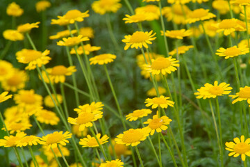  高山植物　黄色い花　ウサギギク