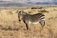 Mountain Zebra National Park, South Africa: Mountain Zebra