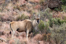 Mountain Zebra National Park, South Africa: Eland - Taurotragus Oryx