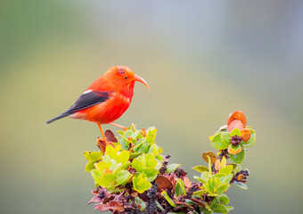 Iiwi endangered Hawaiian honeycreeper bird on a tree