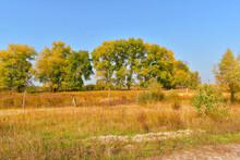 The Picture Shows A Group Of Tall Trees With Dense Yellowing Crowns And A Field With Dry Grass.