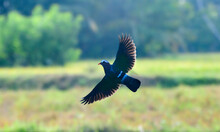 Gray Capped Emerald Dove Capture In Flight Against Rice Field In The Background.
