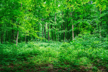 Wall Mural - green forest background in a sunny day