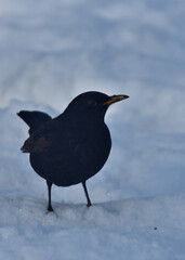 Wall Mural - blackbird  on snow in winter scenery