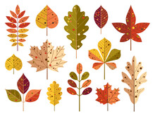 Cartoon Autumn Tree Leaves And Fall Foliage
