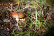Mushrooms in the forest. Fall background. Close-up 