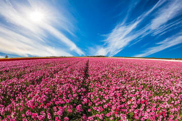 Wall Mural - Red garden buttercups in a kibbutz field