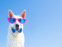 Happy Dog With Sunglasses