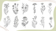 © Alina - Wild flowers line art. Plants and flowers illustration. Collection of minimalist flowers, herbs and medicinal plants.