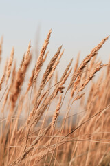 Naklejka na meble Beautiful abstract closeup of golden dried meadow grass. 
 Abstract natural background. Natural Beige or Set Sail Champagne Background.
Minimal, stylish, trend concept
