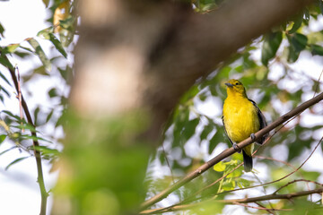 Wall Mural - Common Iora (Aegithina tiphia) perched on tree branch looking for fruits in natural habitat