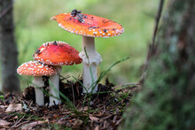 Fly Agaric Family On A Forest. Fly Amanita (Amanita Muscaria) Red Mushrooms Closeup In The Nature