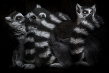 Ring-tailed Lemurs And The Love Triangle. Two Kissing Third Trying To Ignore, Isolated Black