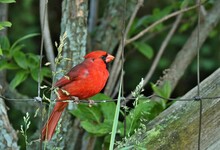 Northern Cardinal 
 Are Found Throughout Eastern United States. They Prefer Areas Of Overgrown Fields, Backyards, Forests Edges, Hedgerows, And Puts Nests In Dense Foliage. 