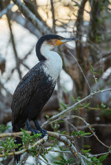 Wall Mural - White-breasted Cormorant - Phalacrocorax lucidus, beautiful large cormorant from African lakes and fresh waters, lake Ziway, Ethiopia.