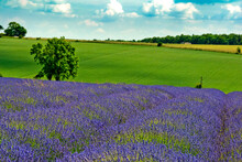 Lavender Field Summer Flowers Cotswolds Gloucestershire England