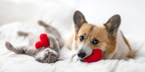 couple of friends a striped cat and a corgi dog puppy are lying on a white bed with knitted red hearts