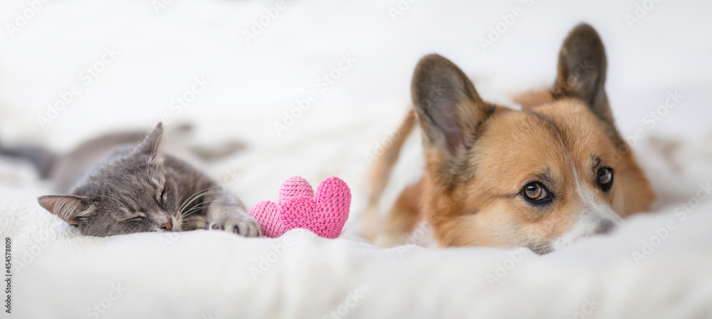 couple of friends a striped cat and a corgi dog puppy are lying on a white bed next to knitted hearts - obrazy, fototapety, plakaty 