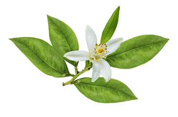 Lemon flower isolated on white background