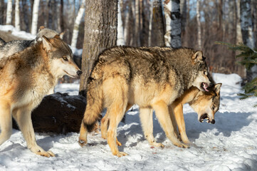  Grey Wolf (Canis lupus) Dominance Action Winter