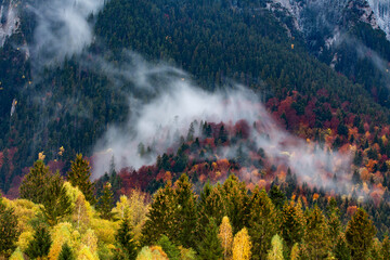 Wall Mural - Dense morning fog in alpine landscape with fir trees and mountains. 