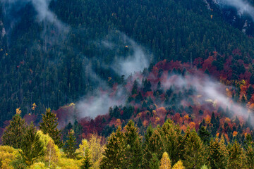 Wall Mural - Dense morning fog in alpine landscape with fir trees and mountains. 