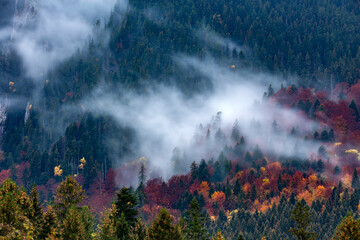 Wall Mural - Dense morning fog in alpine landscape with fir trees and mountains. 