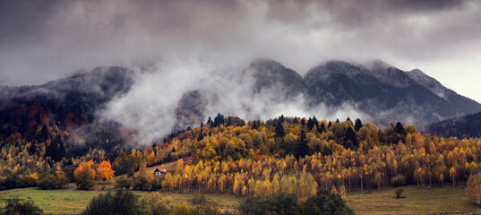 Wall Mural - Dense morning fog in alpine landscape with fir trees and mountains. 