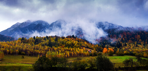 Wall Mural - Dense morning fog in alpine landscape with fir trees and mountains. 
