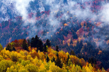 Wall Mural - Dense morning fog in alpine landscape with fir trees and mountains. 
