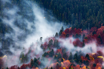 Wall Mural - Autumn image with silhouette of forest with dense fog at dusk. Image taken with long exposure technic. 