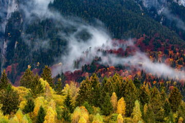 Wall Mural - Dense morning fog in alpine landscape with fir trees and mountains. 