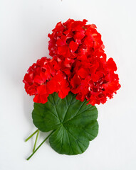 Pelargonium flower, red garden geranium isolated on white zonal geranium Flowers selective soft focus image