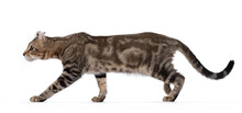 Beautiful Brown Tabby Blotched American Curl Shorthair Cat, Walking Side Ways Showing Profile And Ears. Looking Ahead Away From Camera. Isolatd On A White Background.