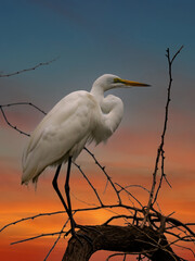 Canvas Print - ardea alba/ white heron portrait africa kenya