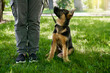 Black and brown little puppy sitting near owner legs at summer park. Purebred dog walking on leash outdoors. Close up of pet and male. 